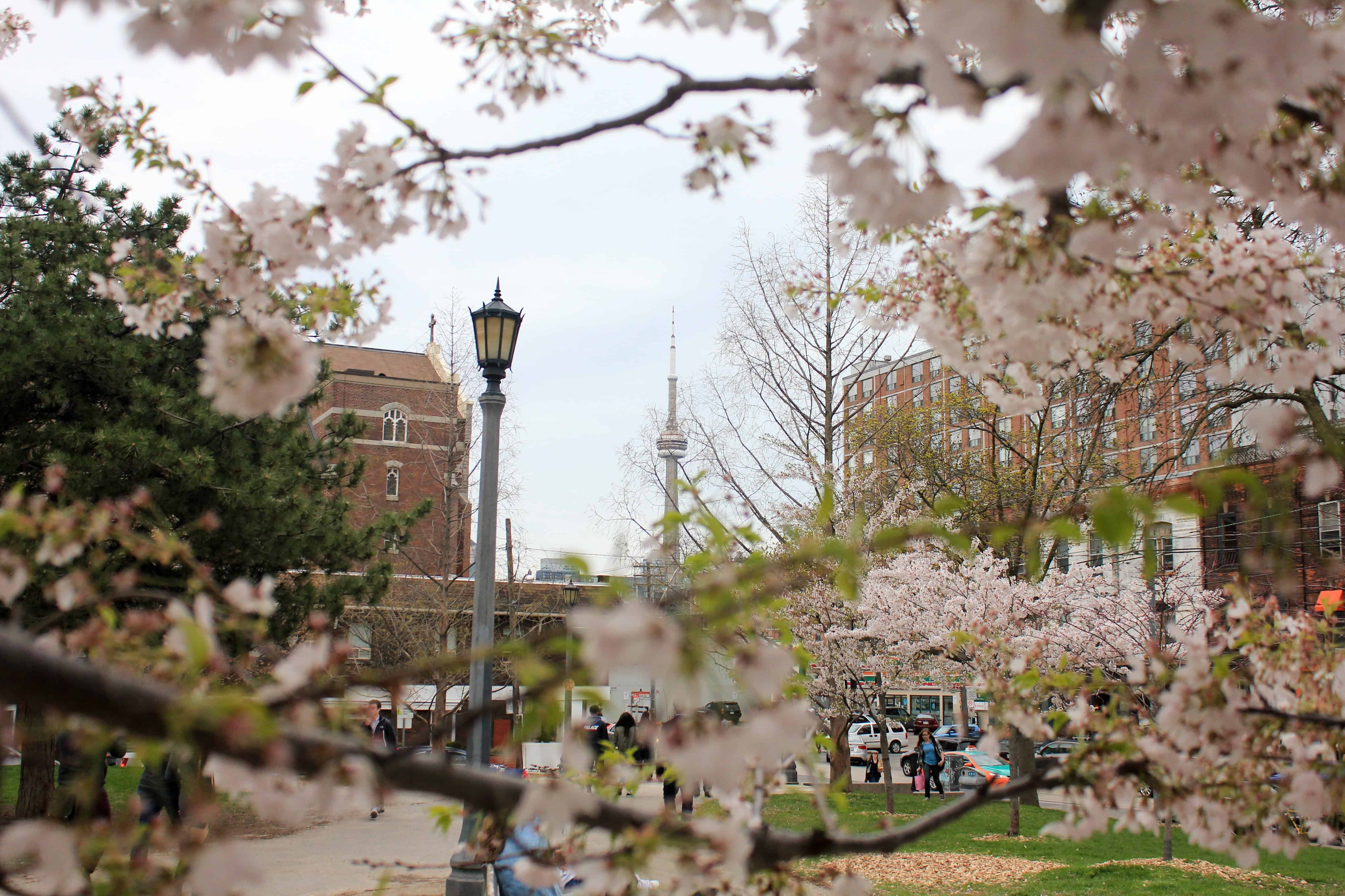 17 Places Where You Can See Cherry Blossoms in Toronto - My