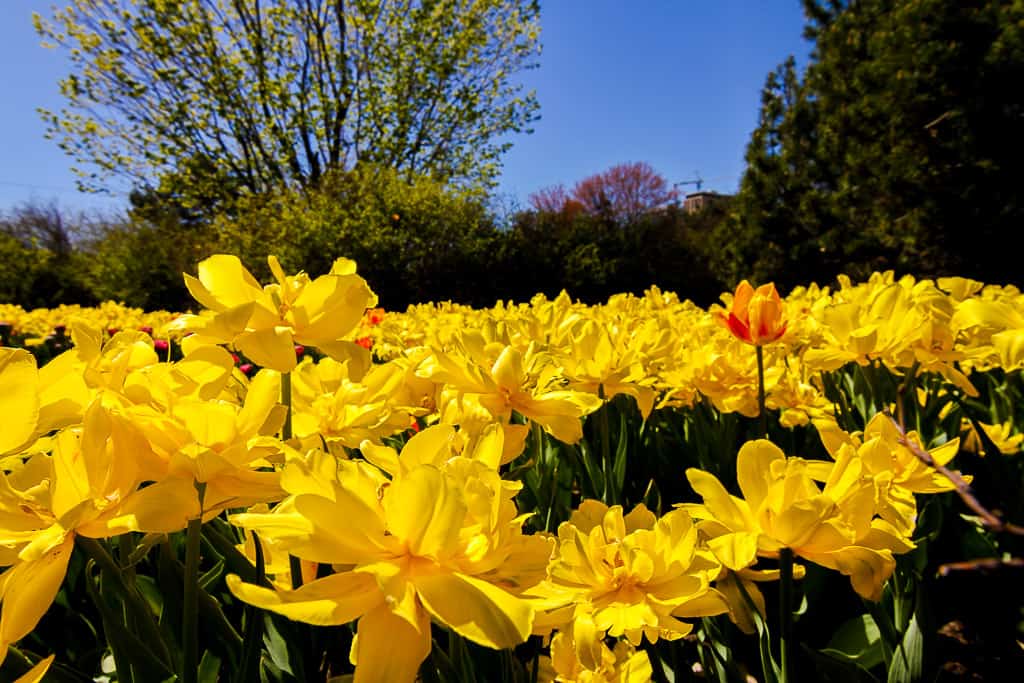 Visiting the Ottawa Tulip Festival and Why You Need To Go - My