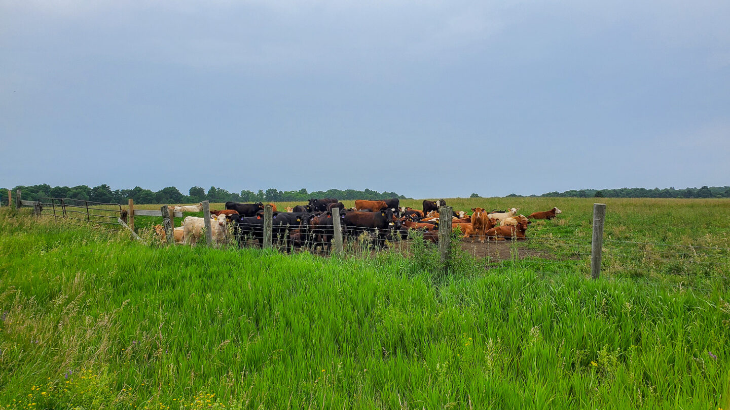 Cows in a field that you can see while driving around Wolfe Island